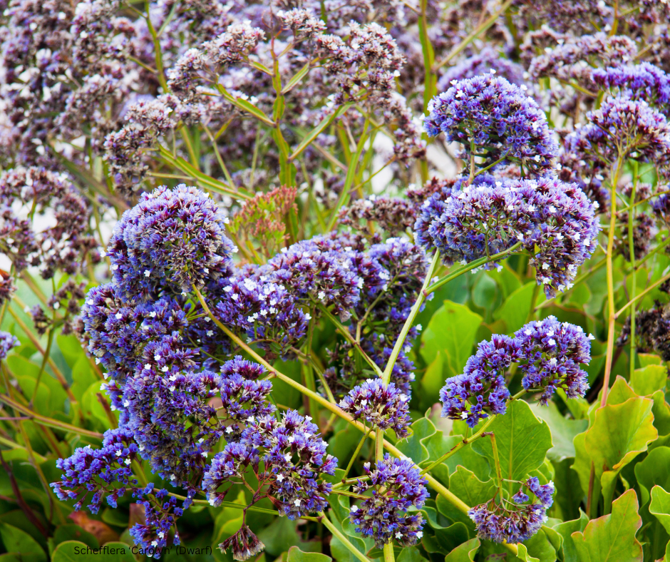 Limonium perezii (Sea Lavender / Statice) - 1,000 Seeds - Bulk