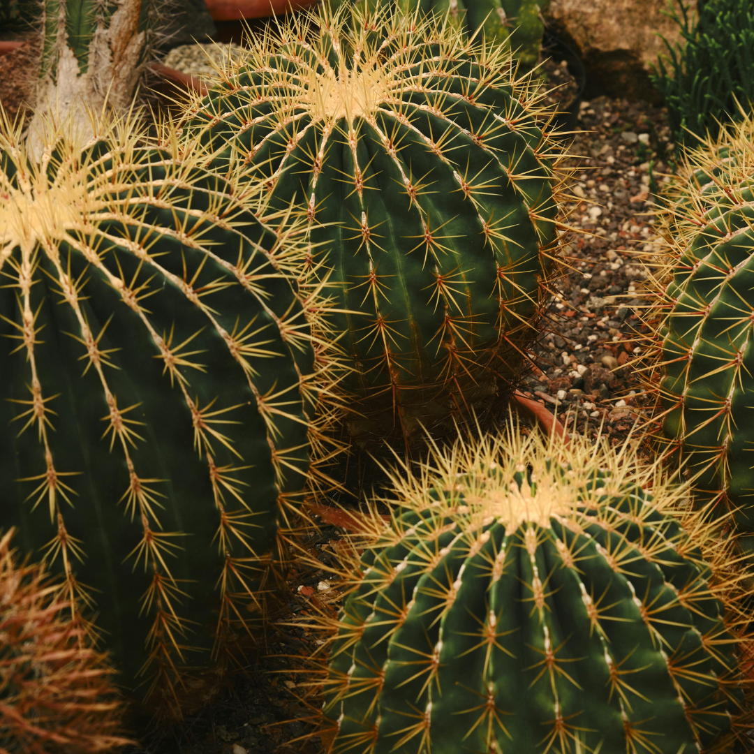 Echinocactus grusonii (Golden Barrel Cactus) - 1000 Seeds - Bulk
