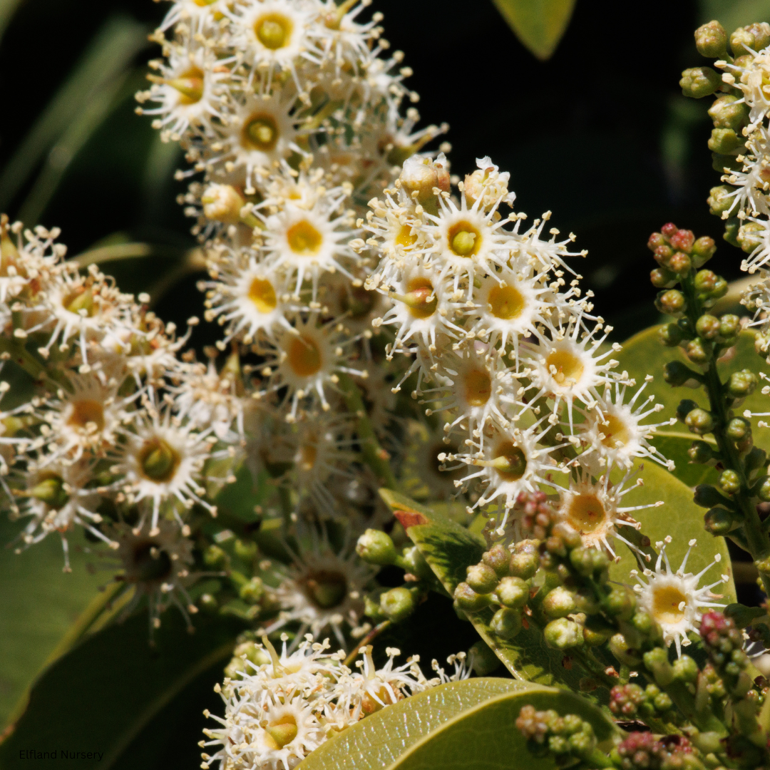 Prunus lyonii (Catalina Cherry) - 100 Seeds - Bulk
