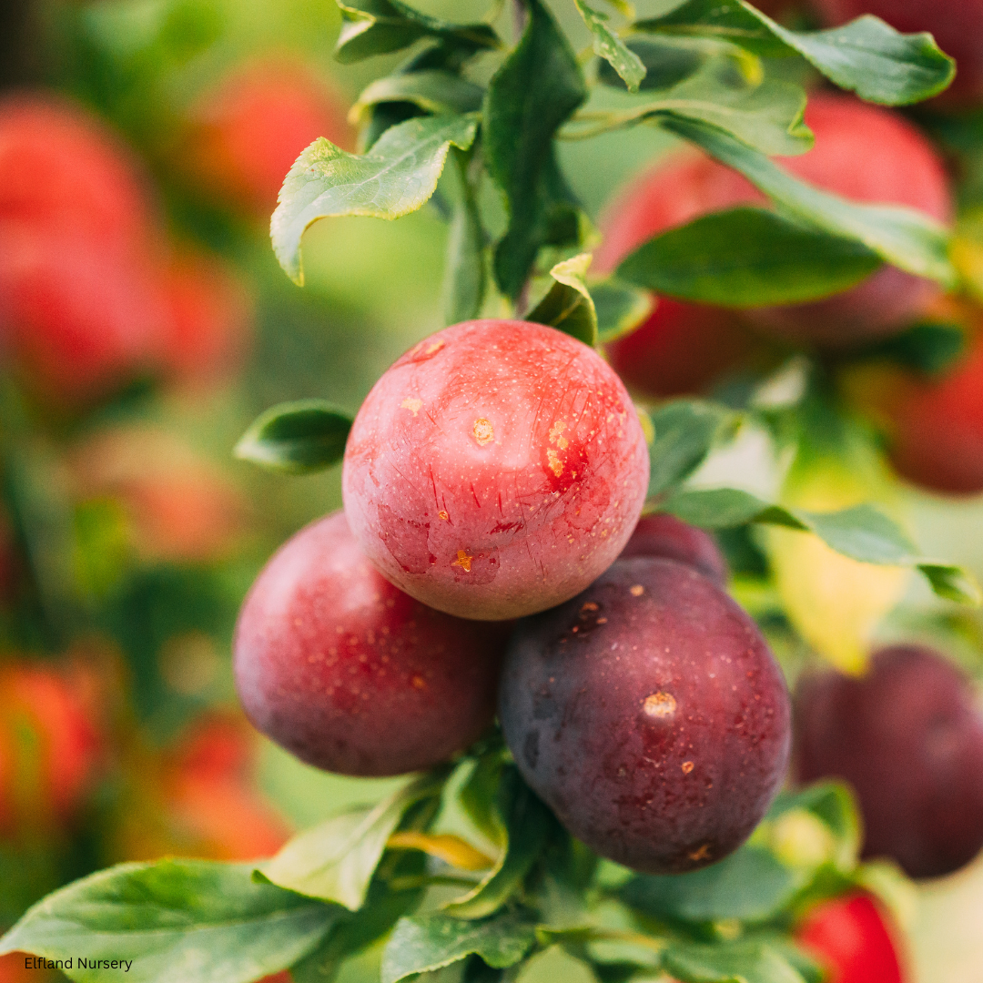 Prunus lyonii (Catalina Cherry) - 100 Seeds - Bulk