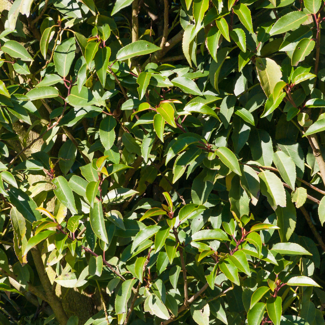 Prunus lyonii (Catalina Cherry) - 100 Seeds - Bulk
