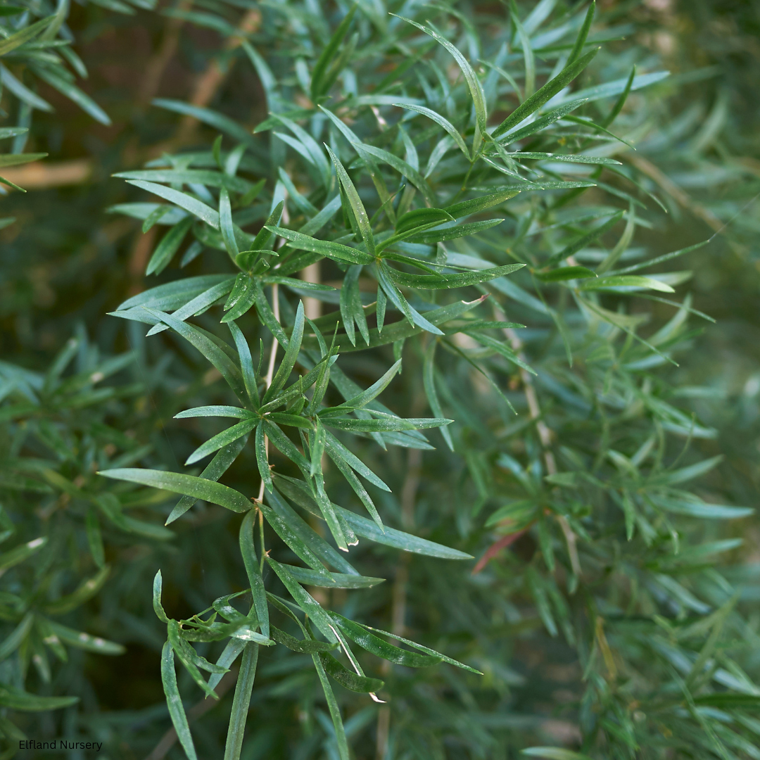 Asparagus falcatus (Sicklethorn Asparagus Fern) - 1000 Seeds - Bulk