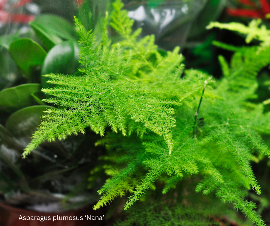 Asparagus plumosus ‘Nana’ (Dwarf Asparagus Fern) - 1,000 Seeds -  Bulk