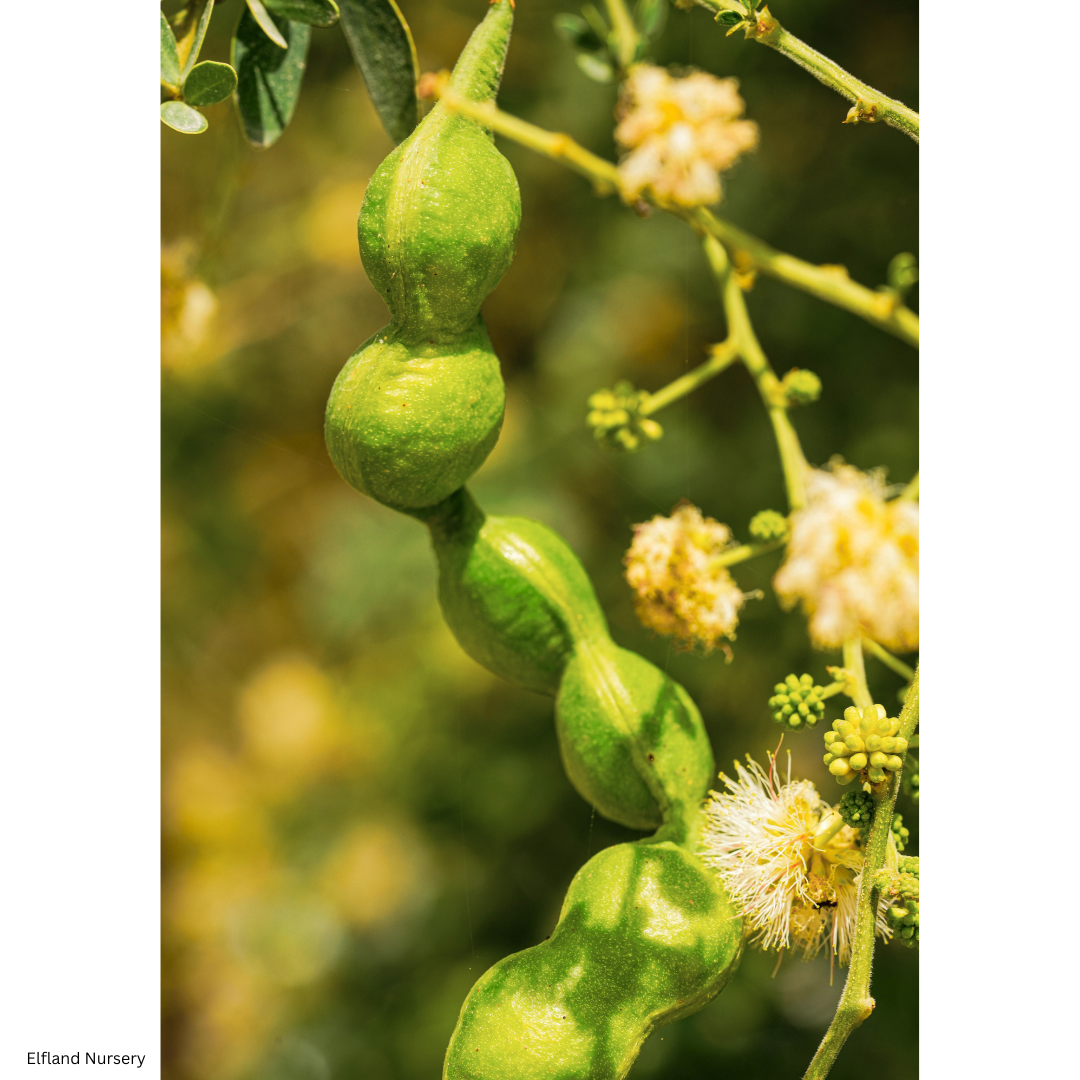Acacia stenophylla (River Cooba, Shoestring Acacia) - 1000 Seeds - Bulk