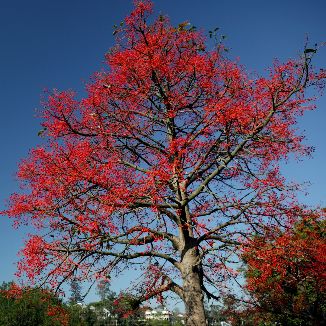 Brachychiton acerifolius (Flame Bottletree)  - 1000 Seeds - Bulk