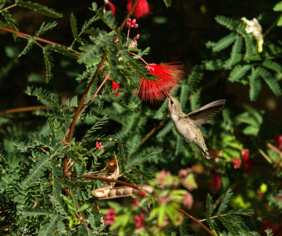 Calliandra californica (Baja Fairy Duster) - 1000 Seeds - Bulk