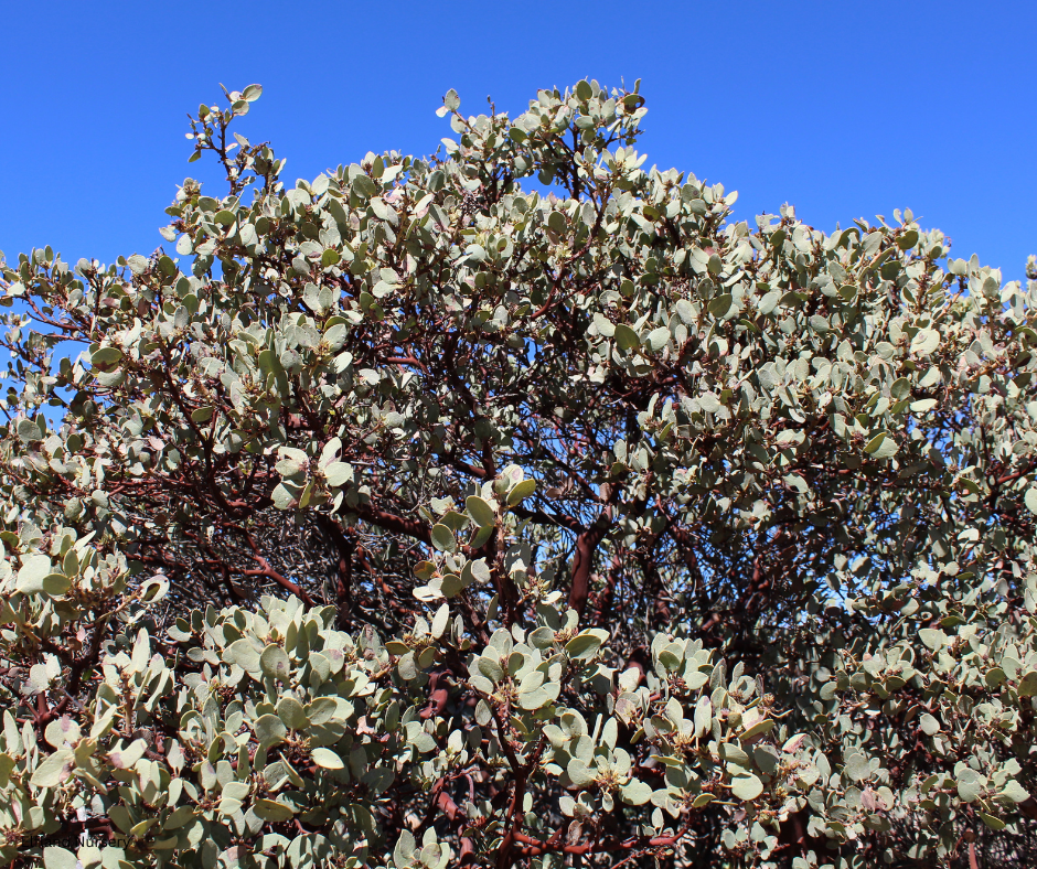 Arctostaphylos manzanita (Common Manzanita) - 100 Seeds - Bulk