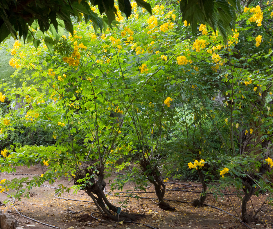 Cassia leptophylla (Gold Medallion Tree) - 1,000 Seeds - Bulk