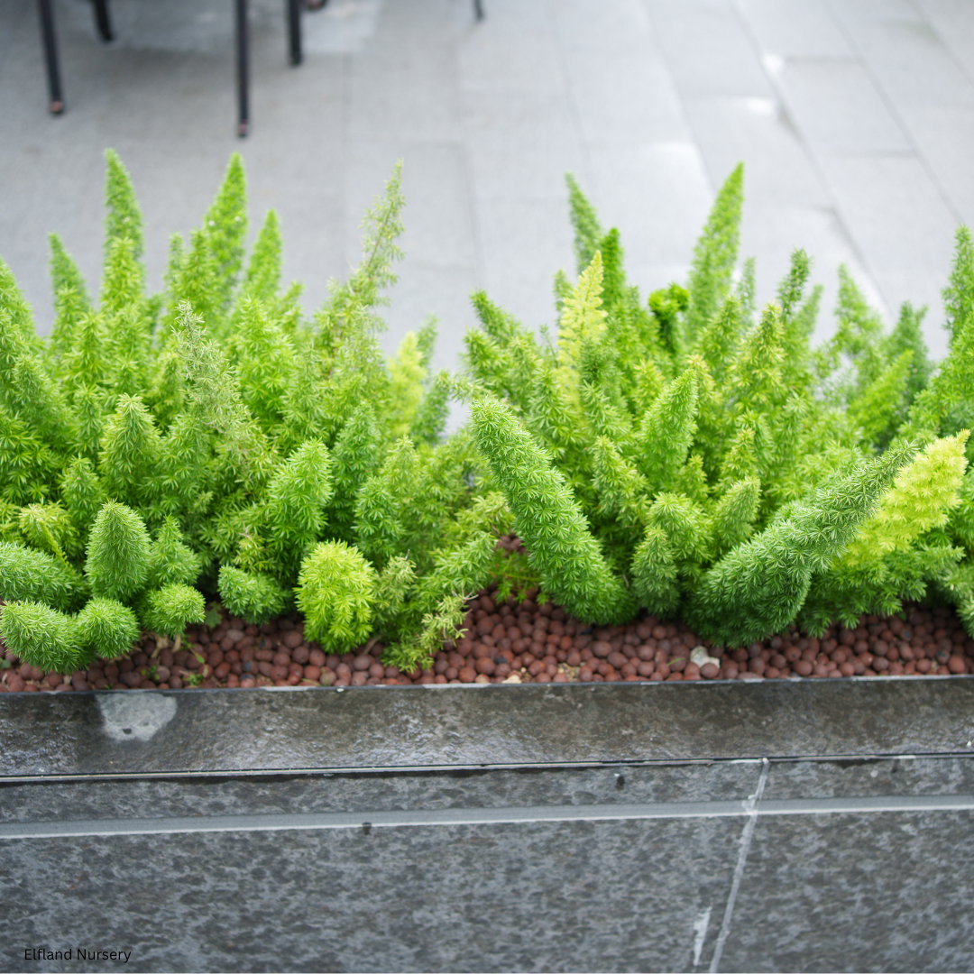 Asparagus meyeri (Foxtail Fern) - 1,000 Seeds - Bulk