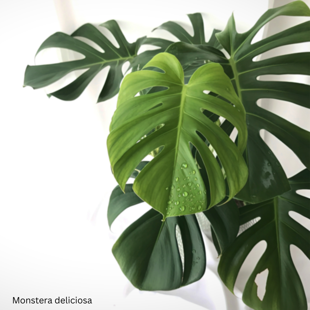 Monstera deliciosa – 100 Seeds – Easy to Germinate & Fun to Grow