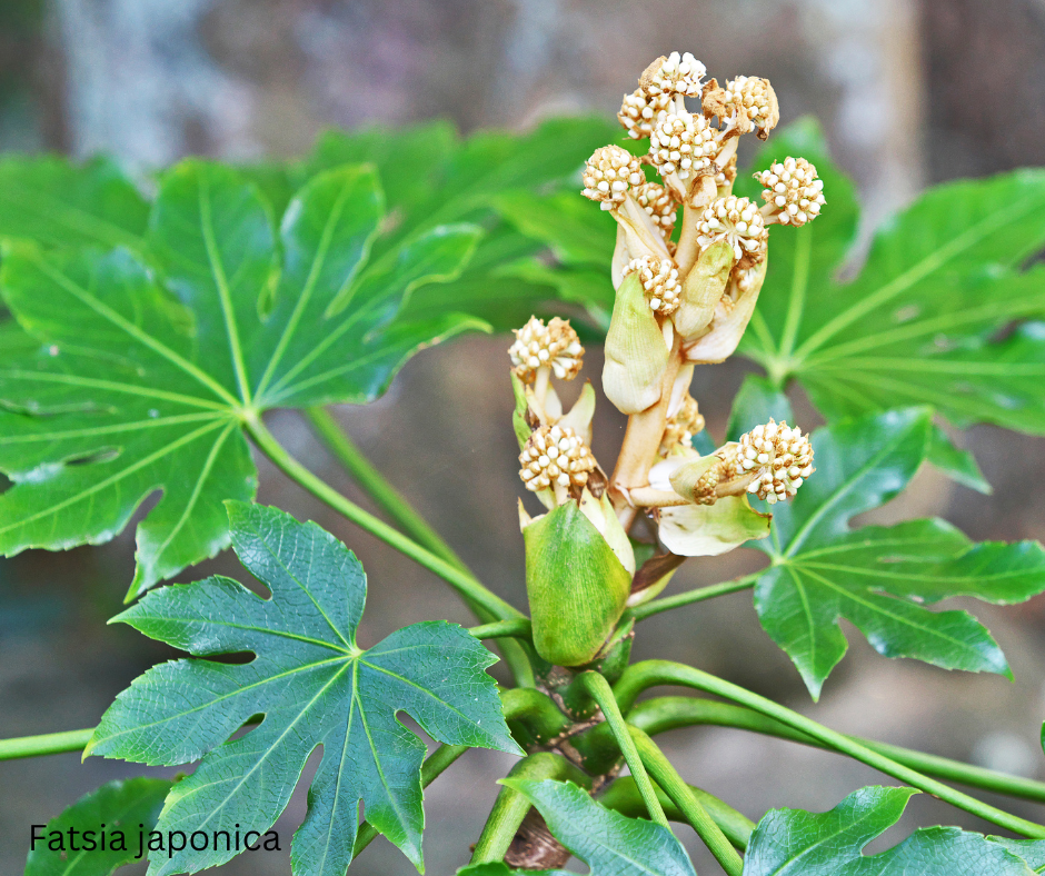 Fatsia japonica (Japanese Aralia) - 1,000 Seeds - Bulk
