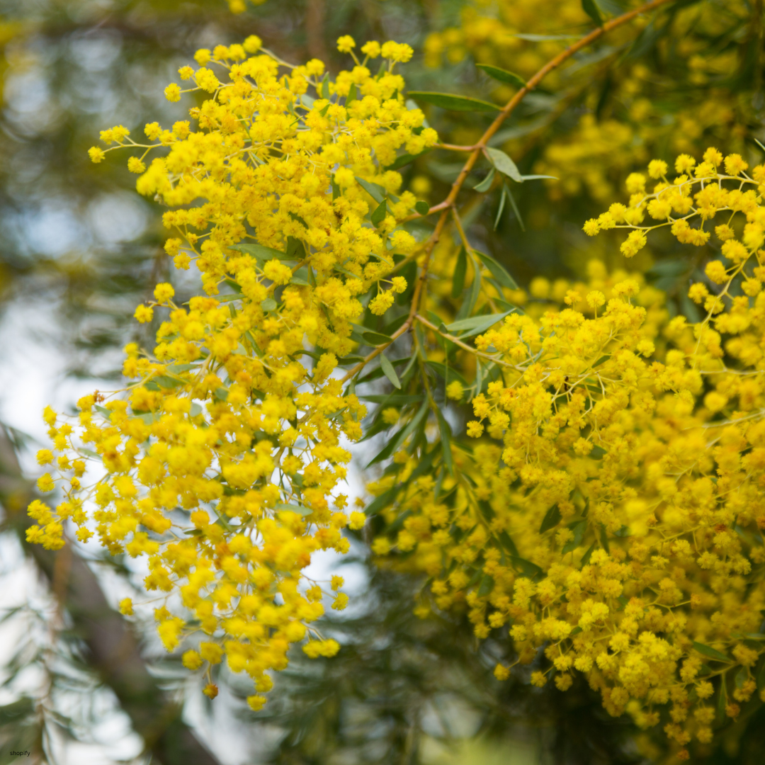 Acacia cultriformis (Knit-leaf Wattle, Valle Verde) - 1000 Seeds - Bulk