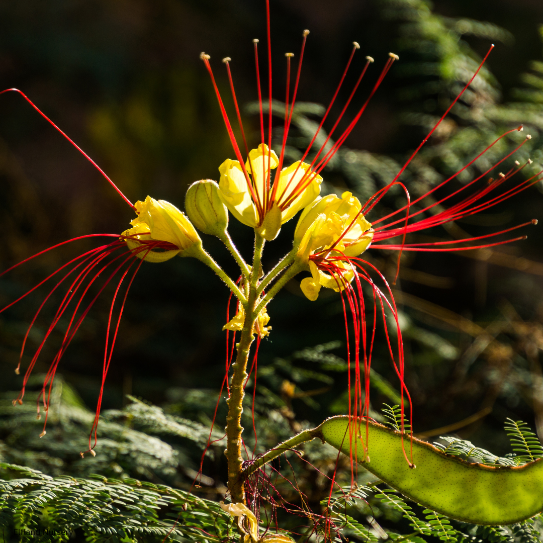 Caesalpinia gilliesii (Yellow Desert Bird of Paradise) - 1000 Seeds - Bulk