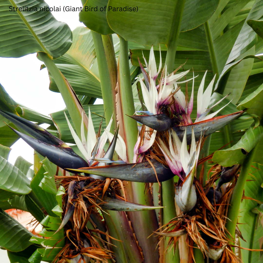 Strelitzia nicolai (Giant Bird of Paradise) - 1,000 Seeds - Bulk