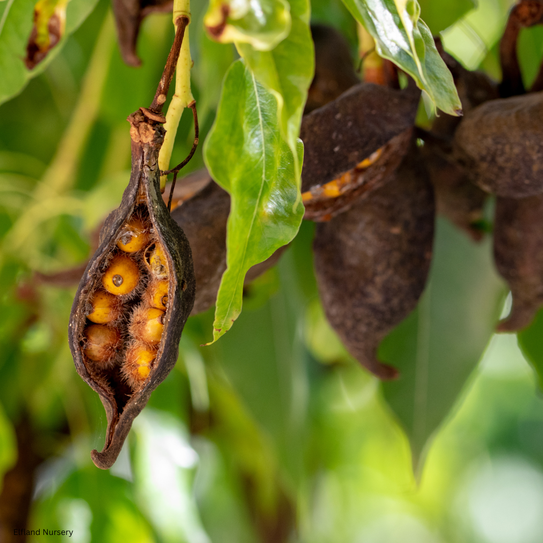 Brachychiton populneus (Kurrajong Tree) - 1000 Seeds - Bulk