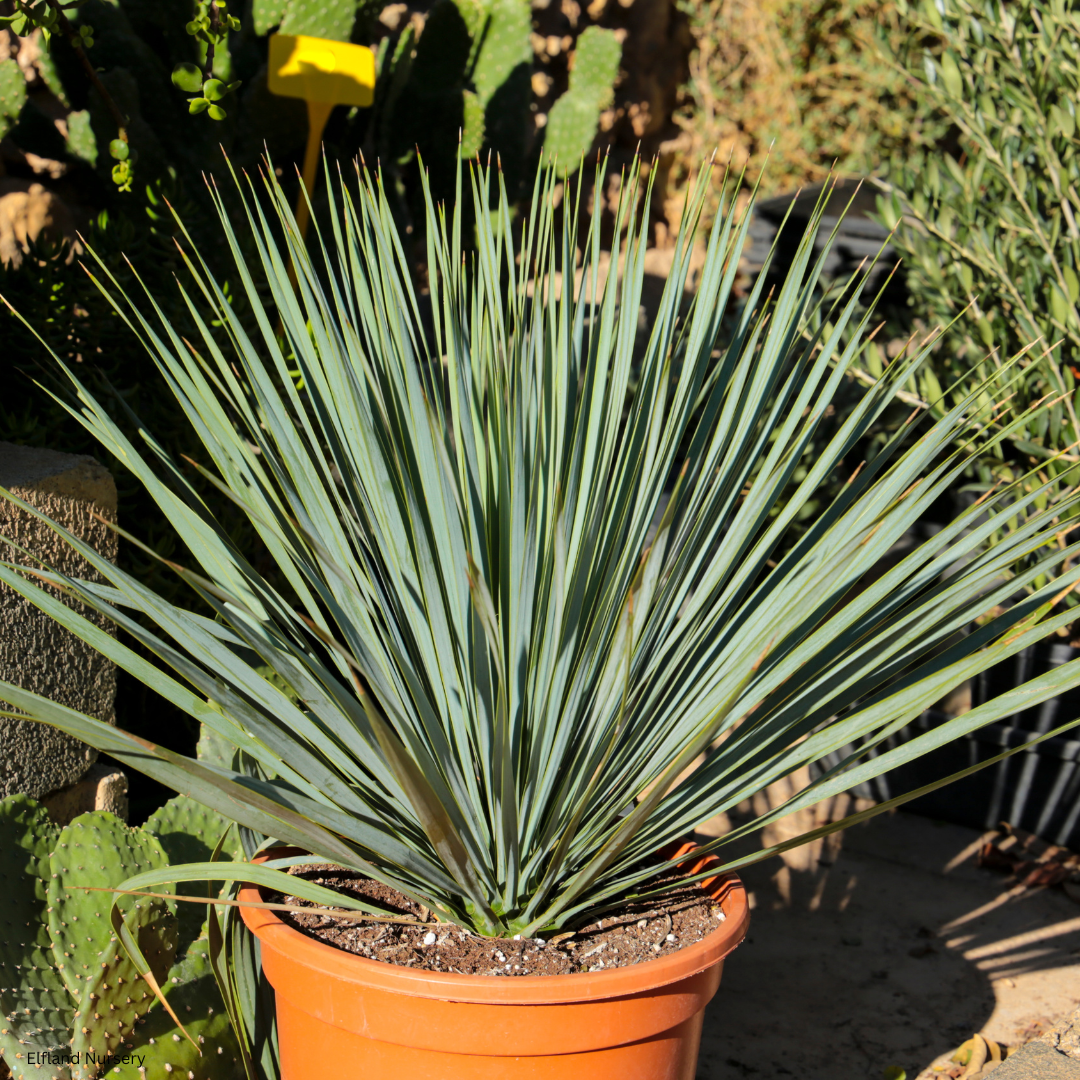 Yucca whipplei (Hesperoyucca whipplei, Our Lord’s Candle) - 1000 Seeds - Bulk
