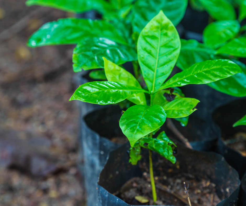 Coffee arabica ‘Aztec Gold’ (Oro Azteca / Dwarf Coffee) - 1,000 Seeds