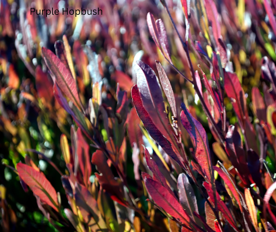 Dodonaea viscosa ‘Purpurea’ (Purple Hop Bush) - 1,000 Seeds - Bulk
