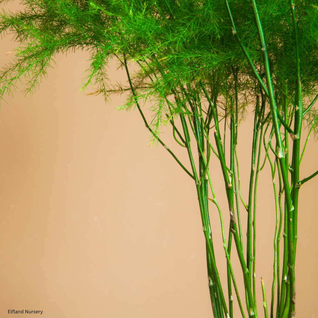 Asparagus virgatus (Tree Asparagus Fern) - 1000 Seeds - Bulk