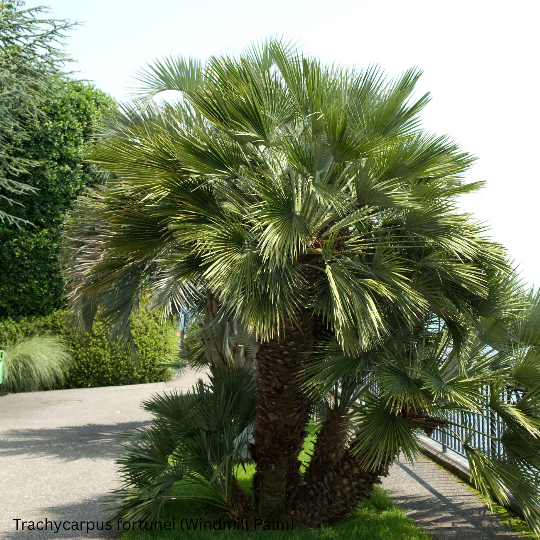 Trachycarpus fortunei (Windmill Palm) - 1,000 Seeds -  Bulk