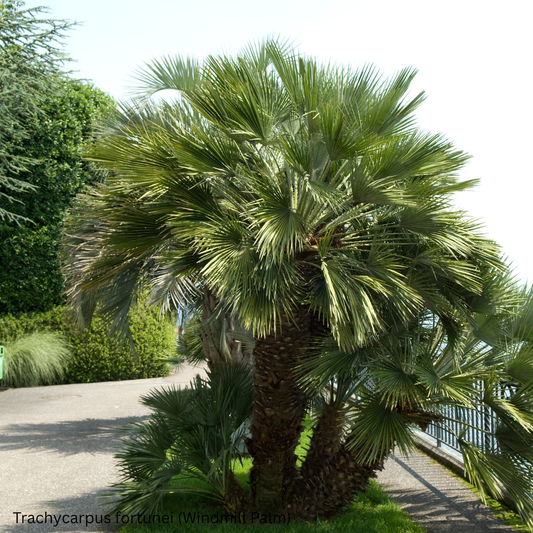 Trachycarpus fortunei (Windmill Palm) - 1,000 Seeds -  Bulk