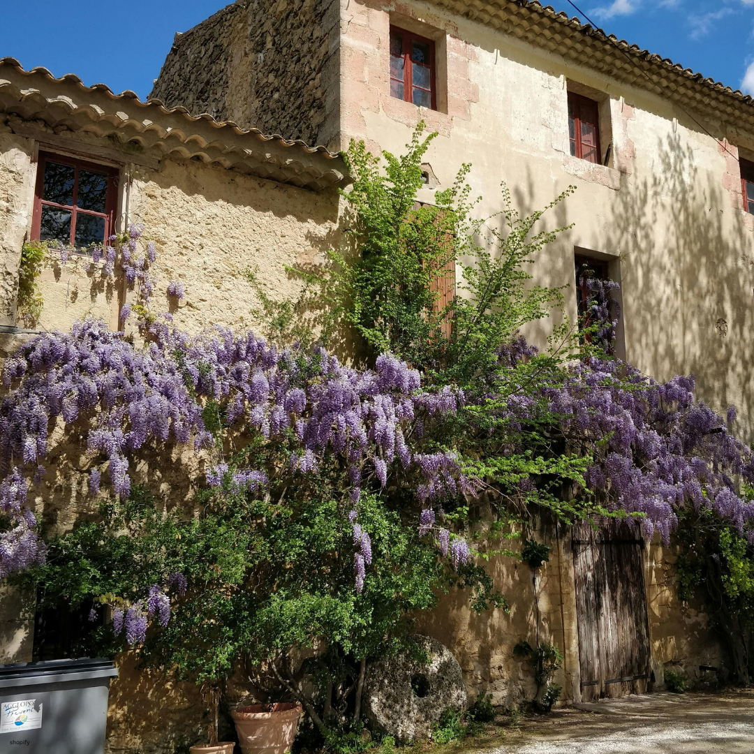 Wisteria sinensis (Chinese Wisteria) - 1000 Seeds - Bulk