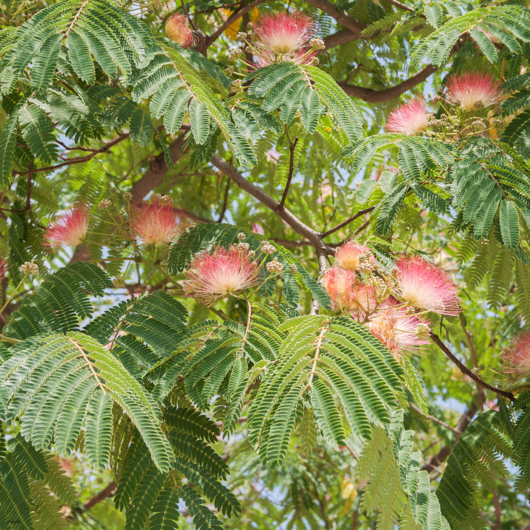 Albizia julibrissin (Mimosa Tree, Persian Silk Tree) - 1000 Seeds - Bulk
