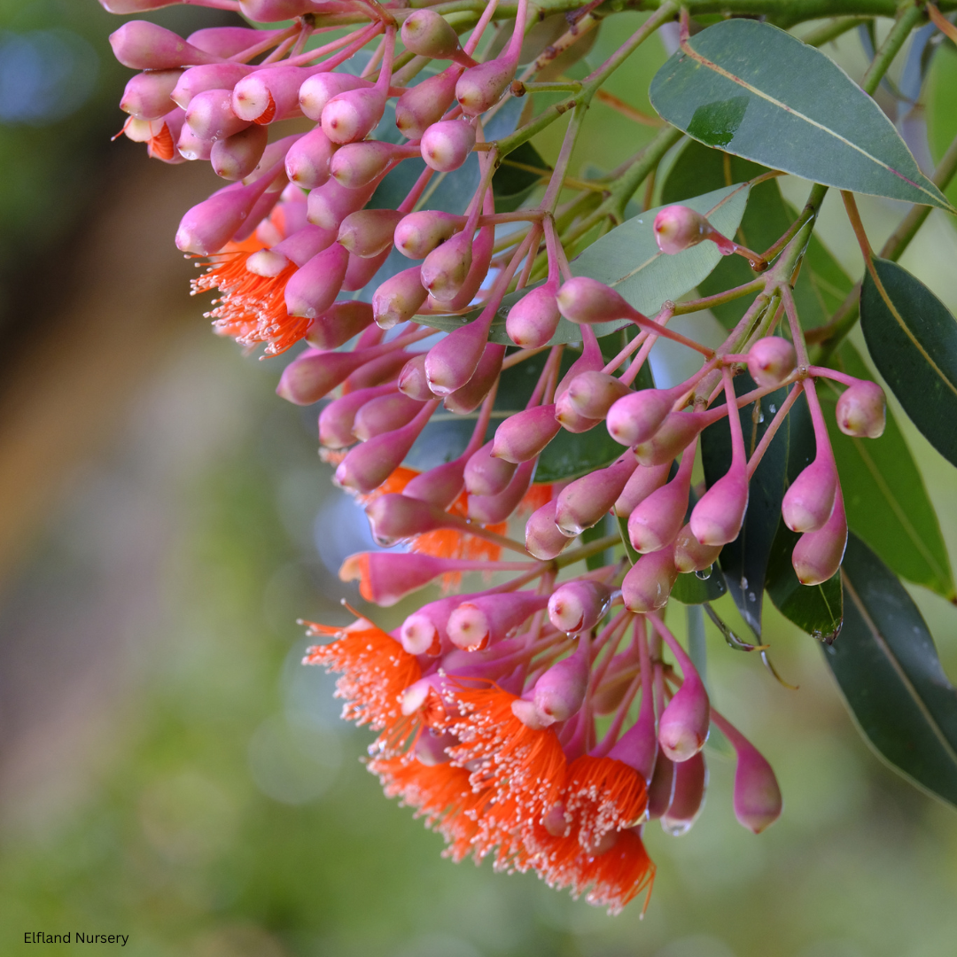 Eucalyptus Corymbia ficifolia (Red Flowering Gum) - 1000 Seeds - Bulk