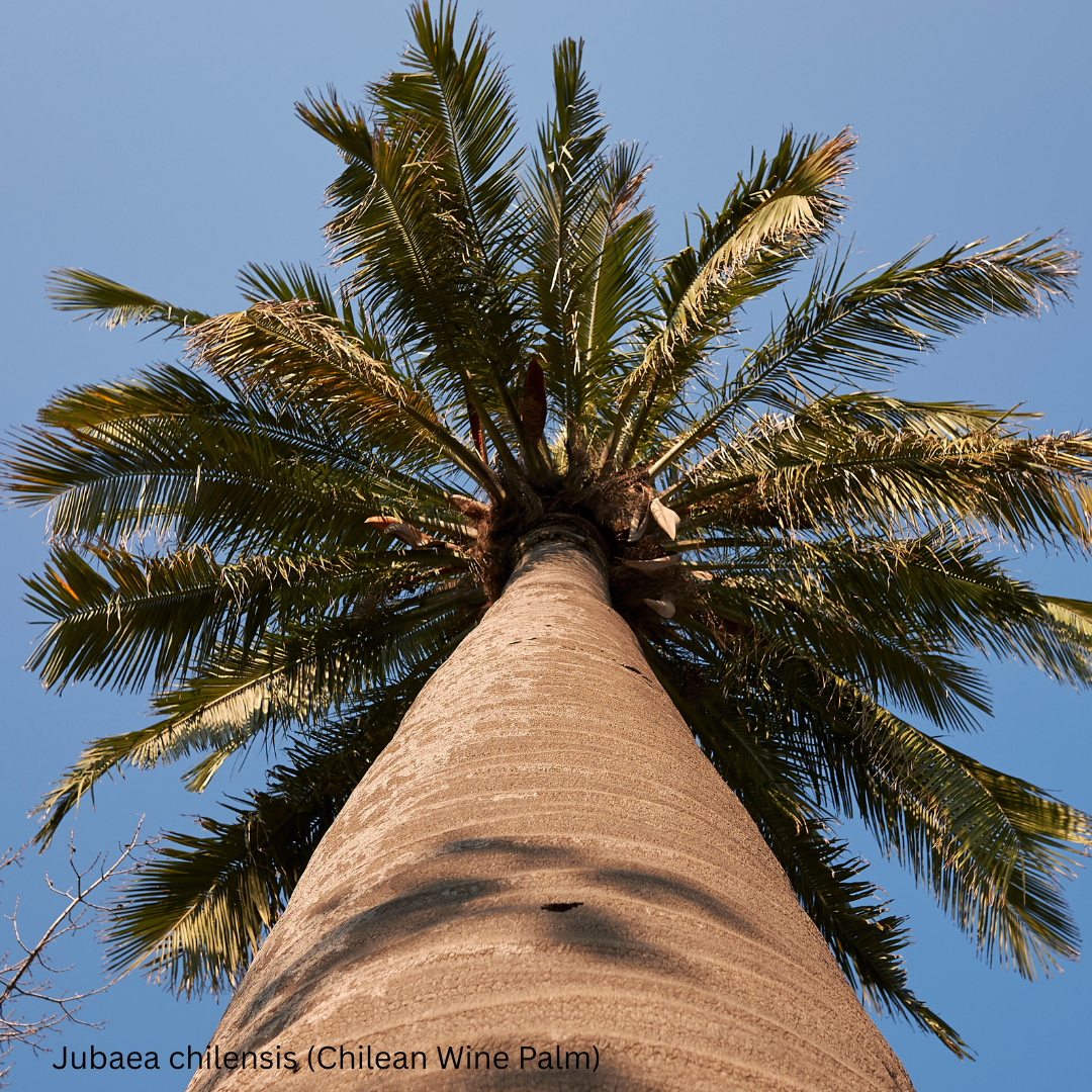 Jubaea chilensis (Chilean Wine Palm) - 100 Seeds -  Bulk