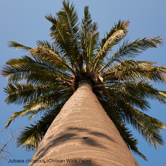 Jubaea chilensis (Chilean Wine Palm) - 100 Seeds -  Bulk