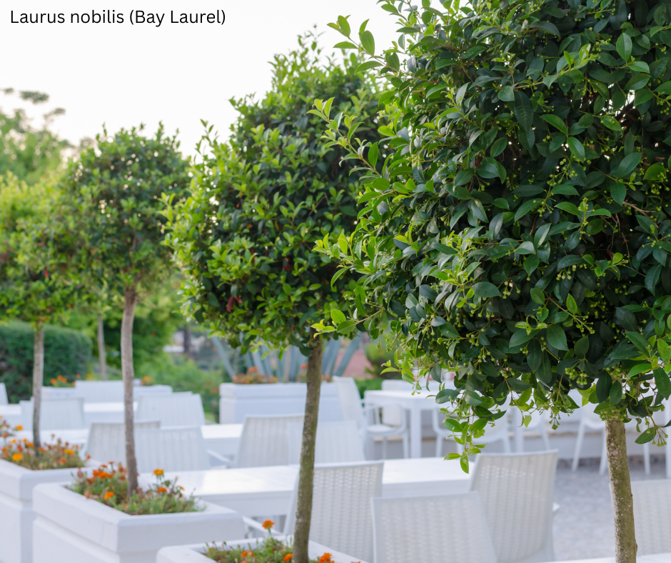 Laurus nobilis (Bay Laurel) - 1,000 Seeds - Bulk