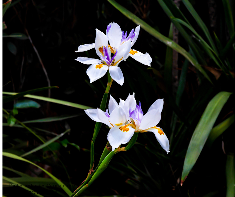 Dietes iridioides (African Iris / Fortnight Lily) - 1,000 Seeds -  Bulk