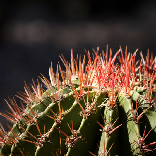 Ferocactus pringlei (Mexican Fire Barrel Cactus) - 1000 Seeds - Bulk