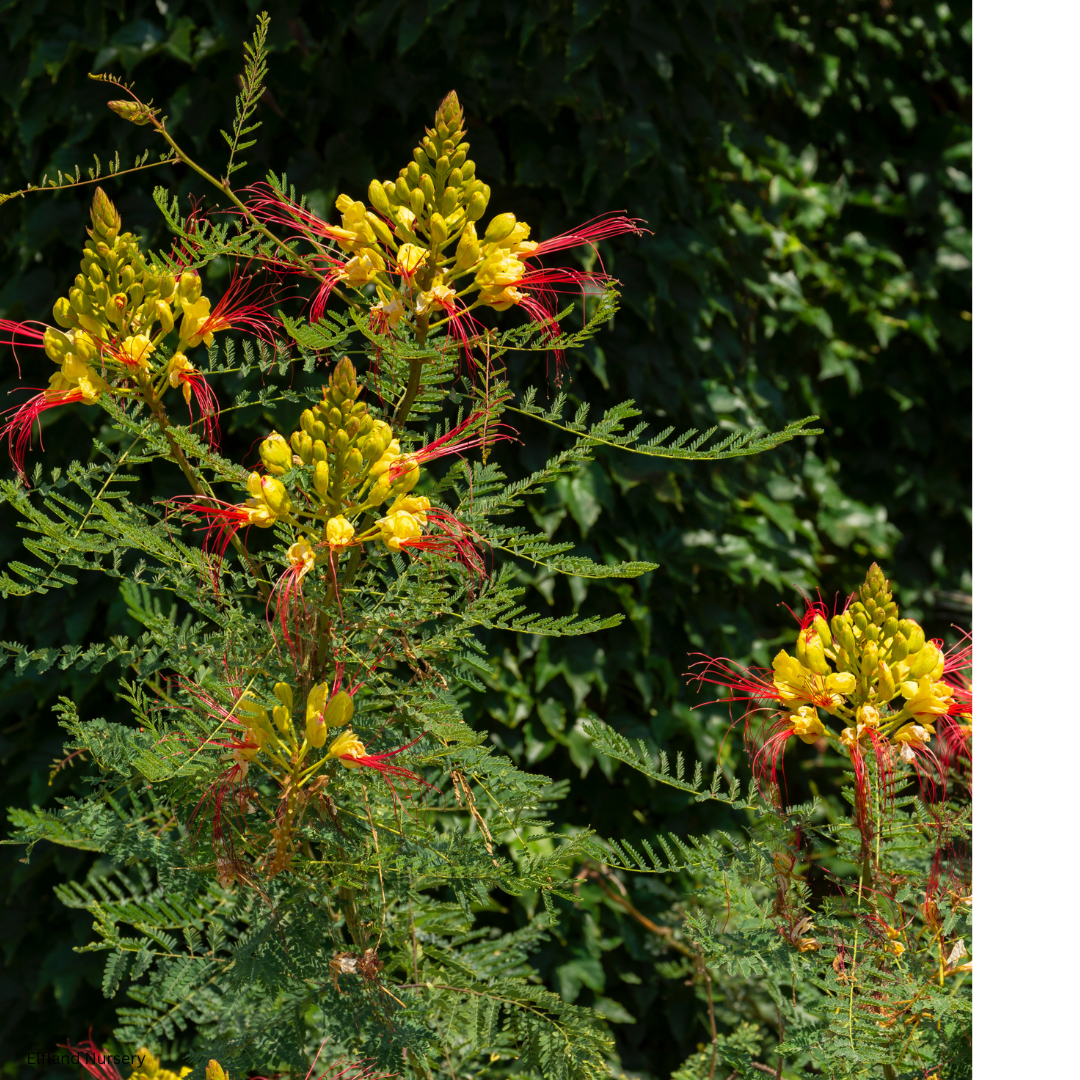 Caesalpinia gilliesii (Yellow Desert Bird of Paradise) - 1000 Seeds - Bulk