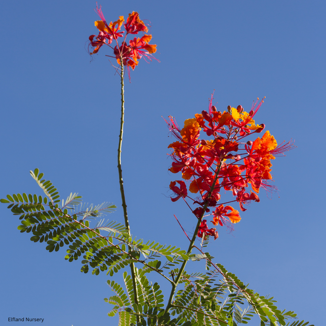 Caesalpinia pulcherrima (red bird of paradise) - 1000 Seeds - 2026 Harvest Pre-Order