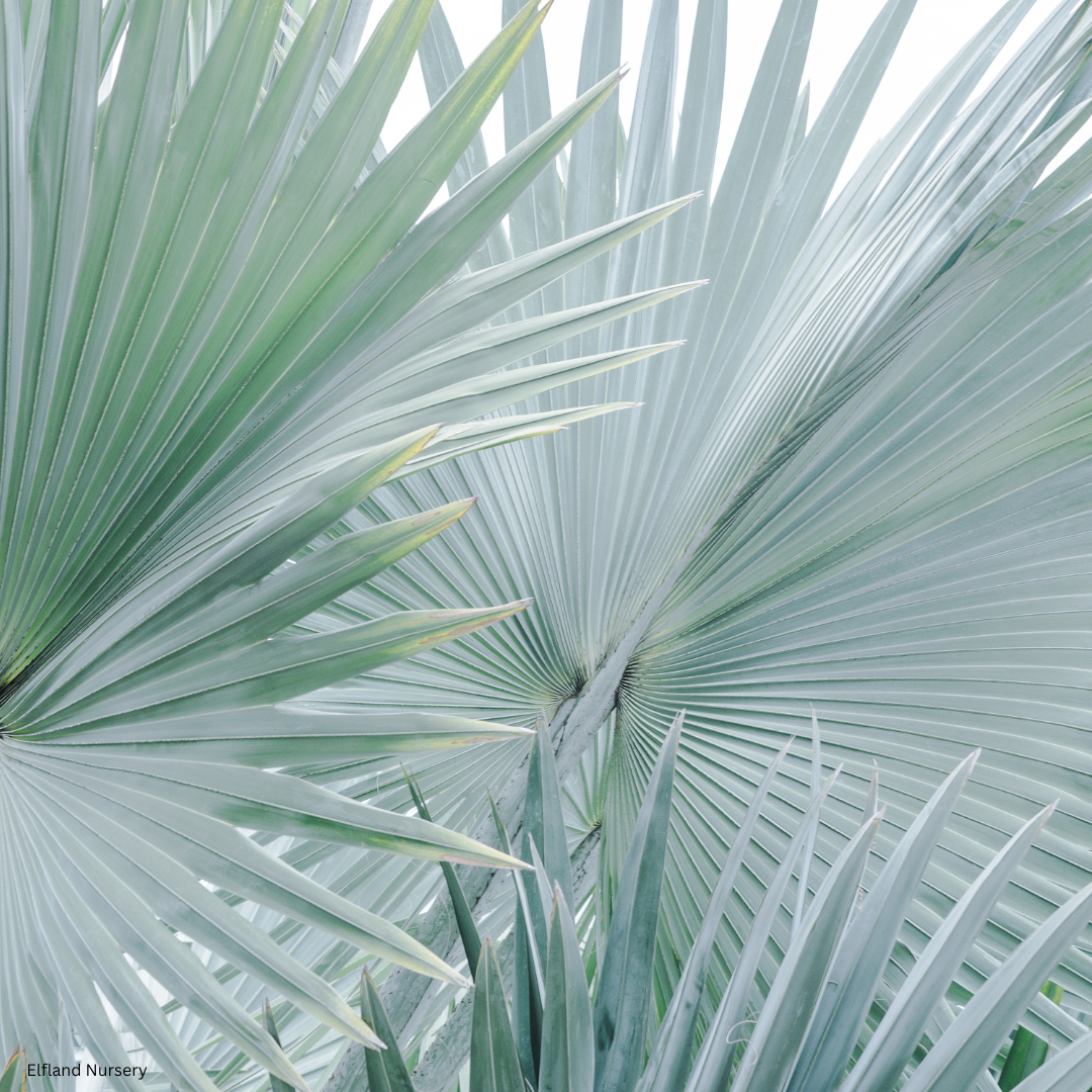 Bismarckia nobilis (Silver Bismarck Palm) - 100 Seeds -  Bulk