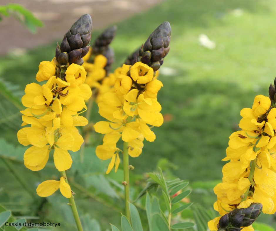 Cassia didymobotrya (Popcorn Cassia) - 1,000 Seeds -  Bulk