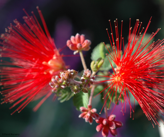 Calliandra californica (Baja Fairy Duster) - 1000 Seeds - Bulk