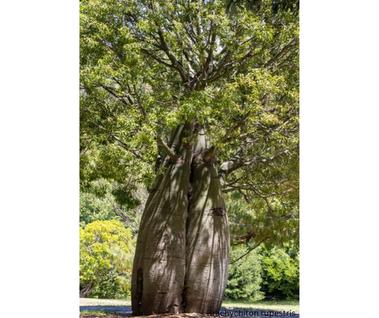 Brachychiton rupestris (Queensland Bottle Tree)  Seeds