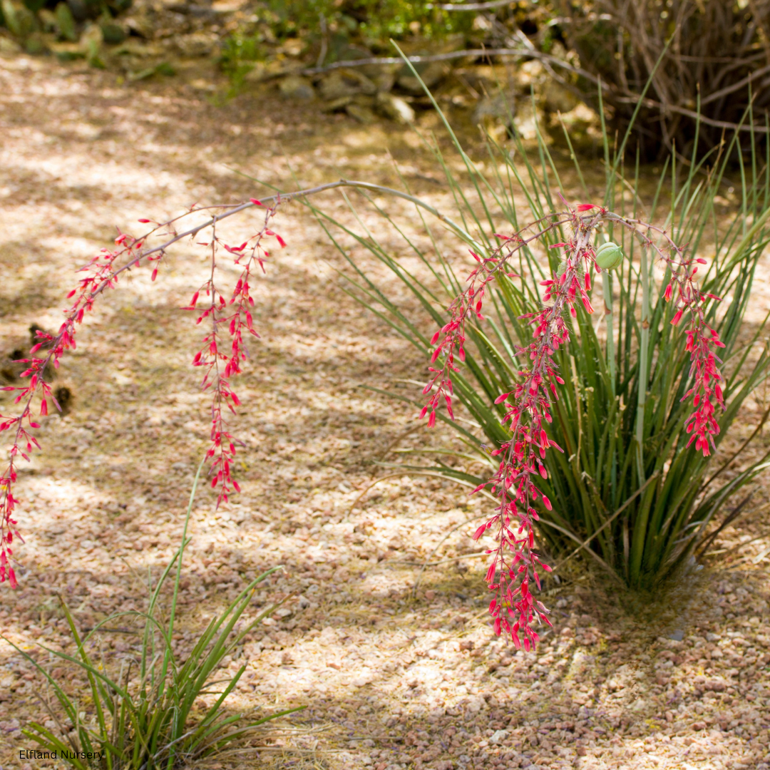 Hesperaloe parviflora (Red Yucca) - 1,000 Seeds -  Bulk