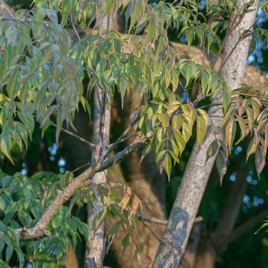 Radermachera sinica (China Doll Tree) - 1,000 Seeds - Bulk