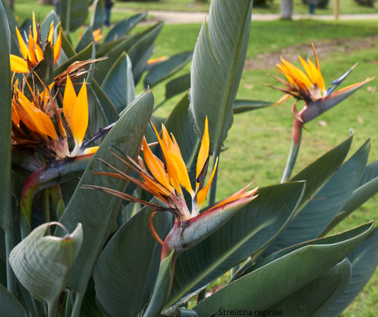 Strelitzia reginae (Bird of Paradise) - 1,000 Seeds - Bulk