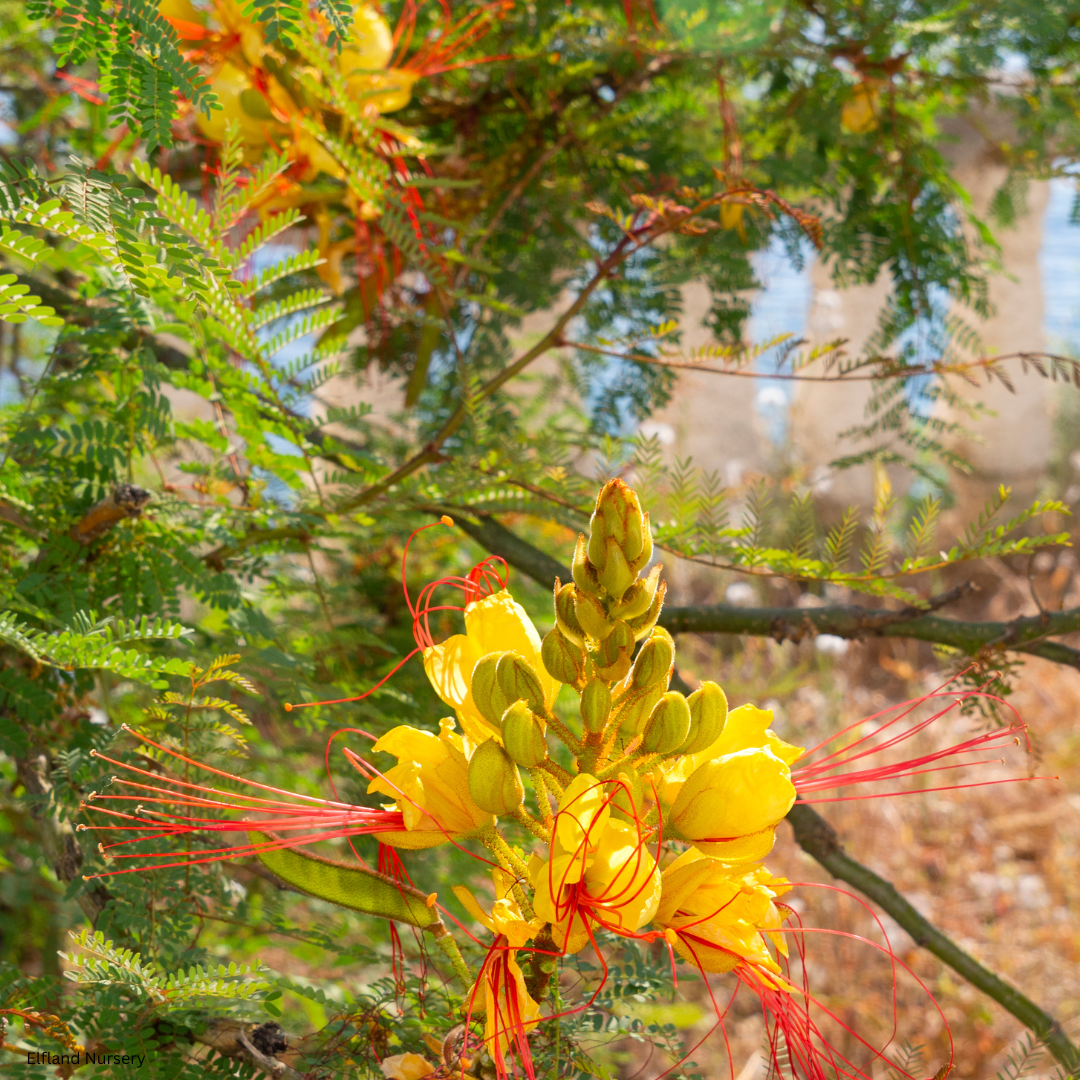 Caesalpinia gilliesii (Yellow Desert Bird of Paradise) - 1000 Seeds - Bulk