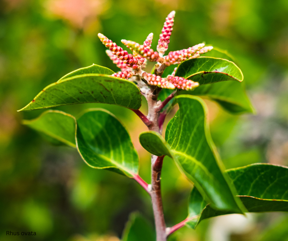 Rhus ovata (Sugar Bush) - 1,000 Seeds -  Bulk
