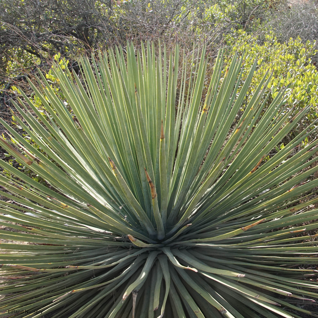 Yucca whipplei (Hesperoyucca whipplei, Our Lord’s Candle) - 1000 Seeds - Bulk