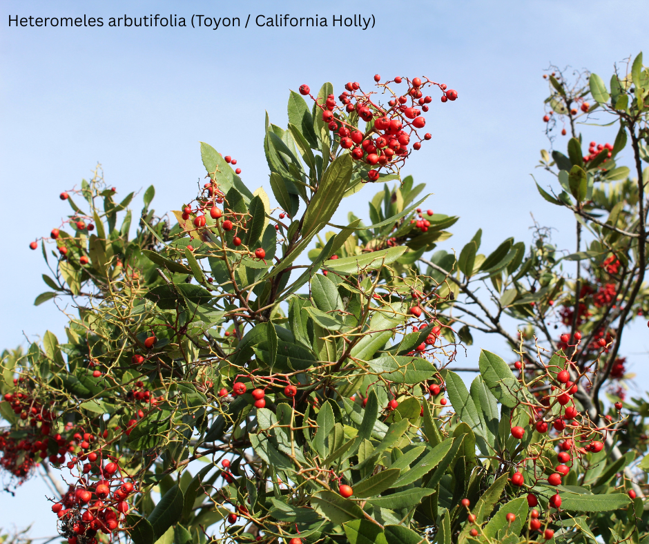 Heteromeles arbutifolia (Toyon / California Holly) - 1,000 Seeds - Bulk
