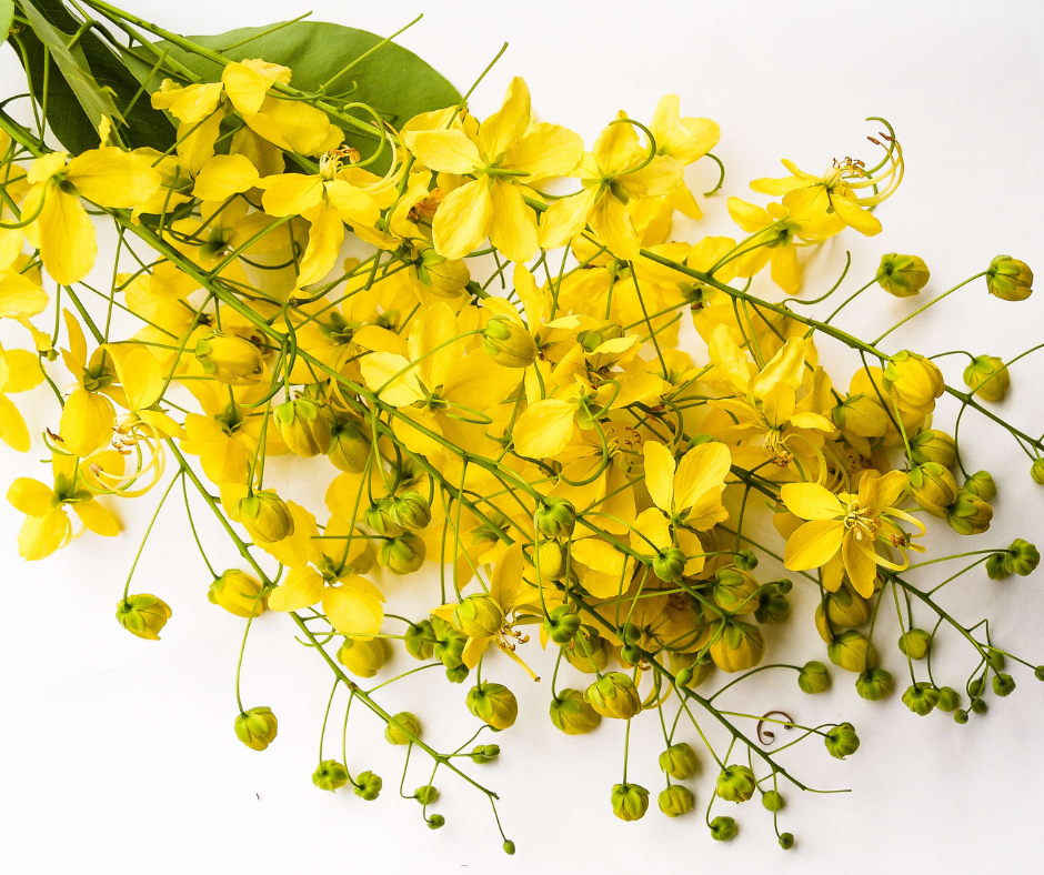 Cassia leptophylla (Gold Medallion Tree) - 1,000 Seeds - Bulk