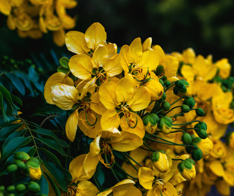 Cassia leptophylla (Gold Medallion Tree) - 1,000 Seeds - Bulk