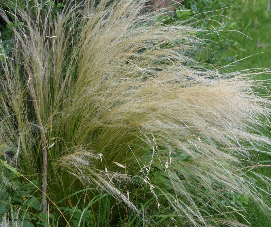 Mexican Feather Grass (Stipa tenuissima / Nassella tenuissima) - 1000 Seeds - Bulk