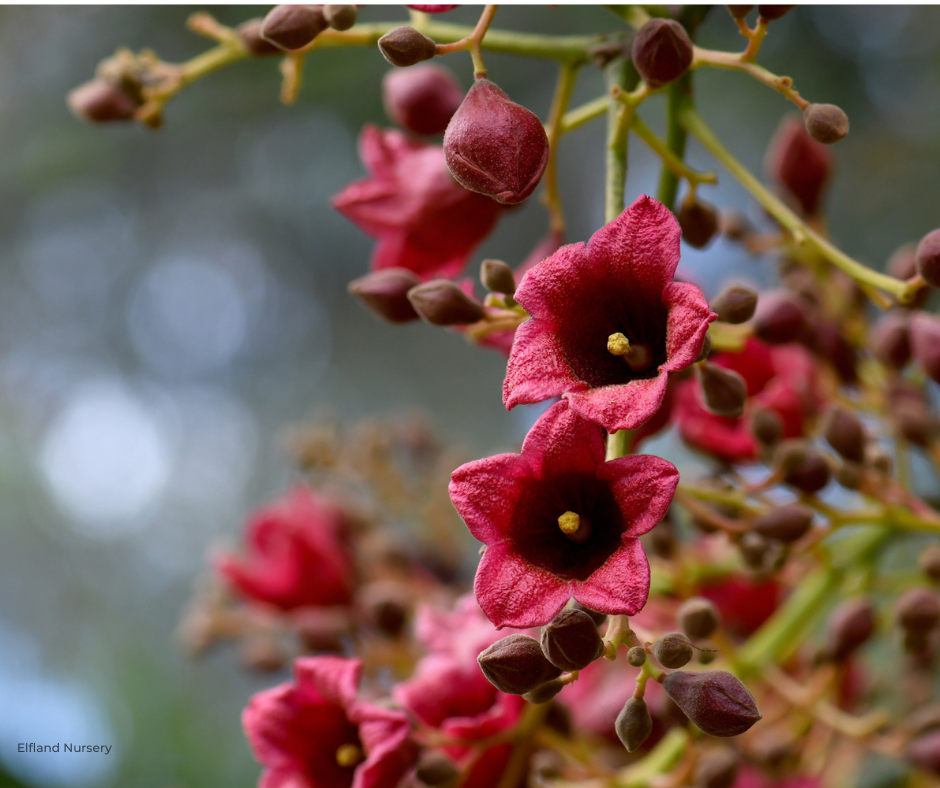 Brachychiton Seed Variety Pack – 200 Bottle Tree Seeds, 4 Varieties